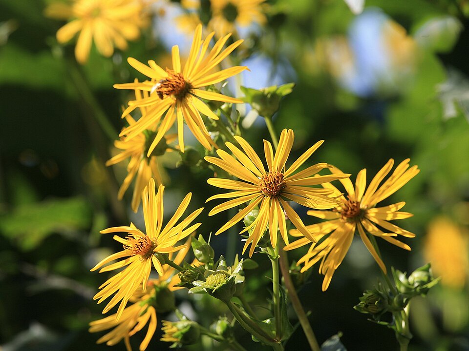 Silphium (Rosinweeds)
