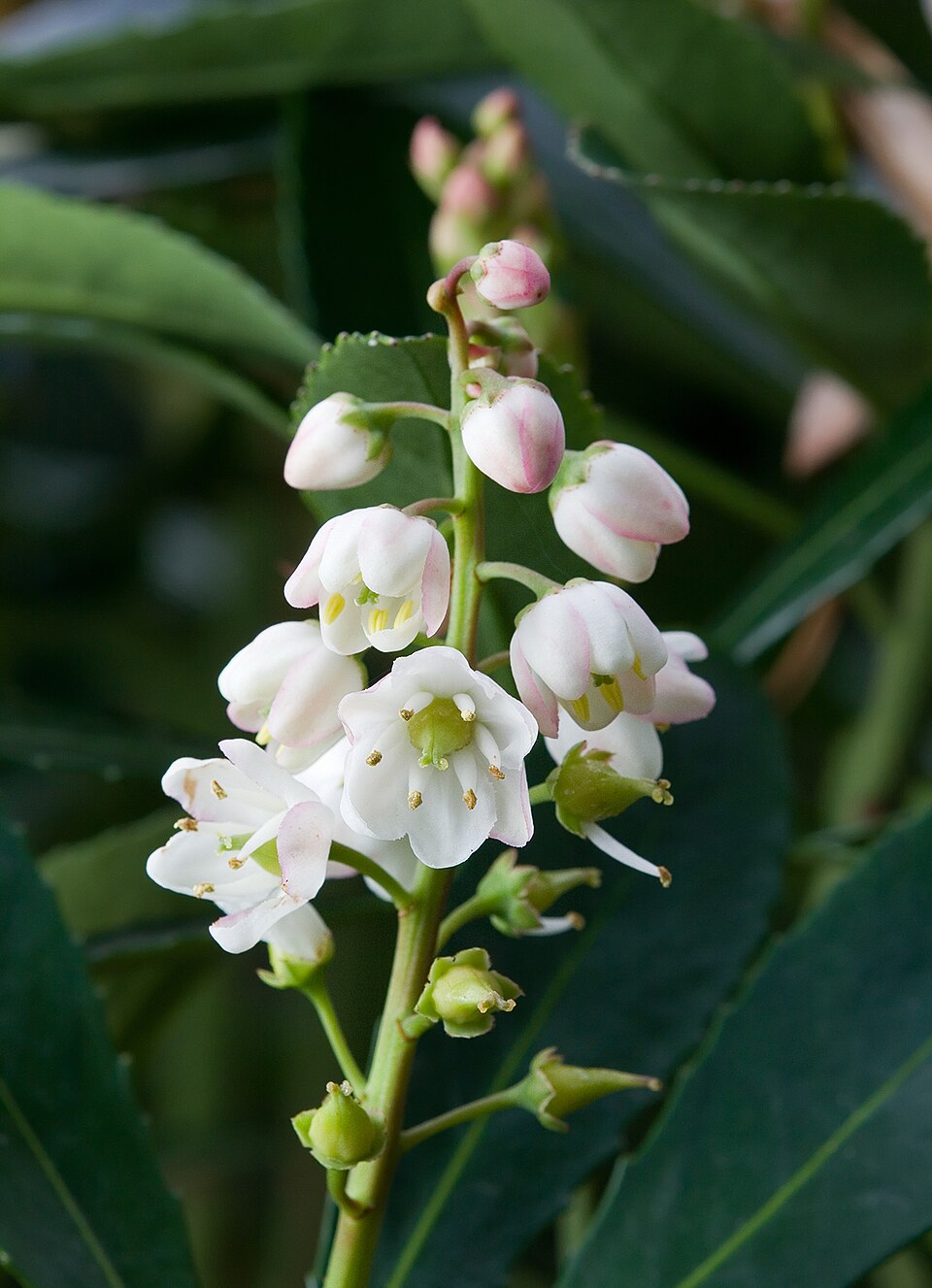 Anopterus glandulosus (Tasmanian laurel) (alternate view 6)