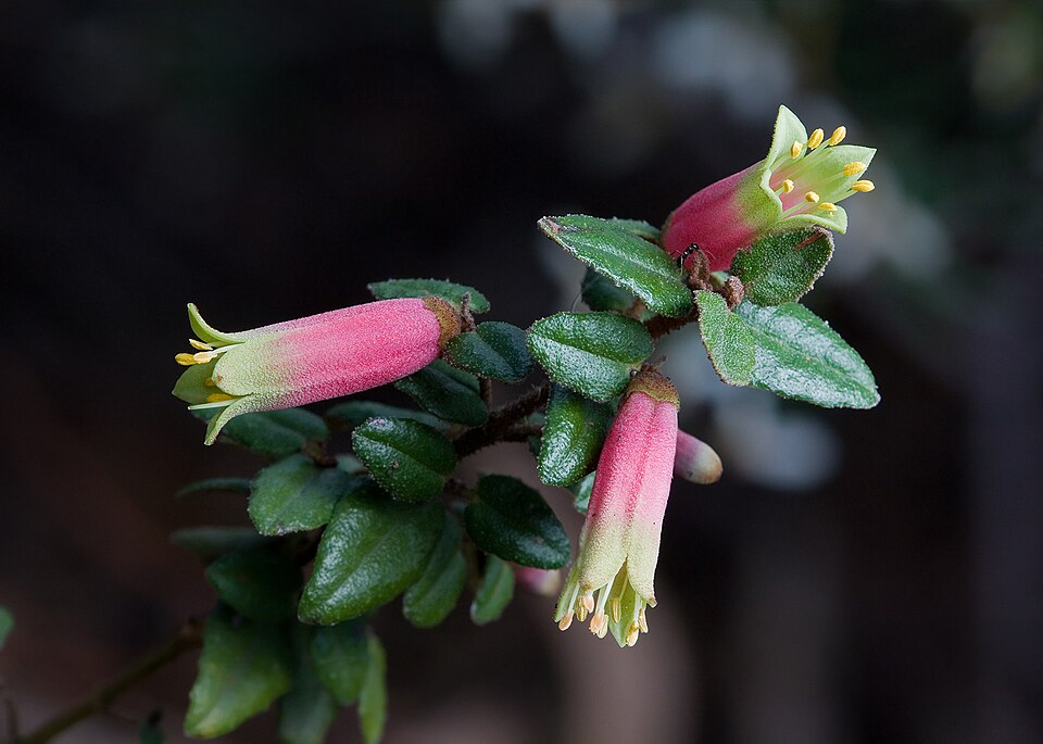 Correa reflexa (Common Correa) (alternate view 4)