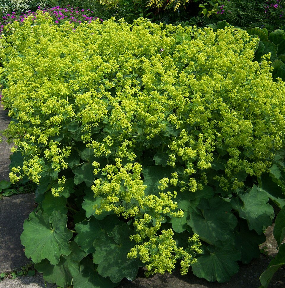 Alchemilla mollis (Lady's Mantle) (alternate view 10)