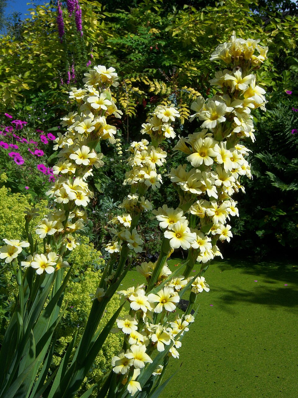 Sisyrinchium striatum (pale yellow-eyed grass)