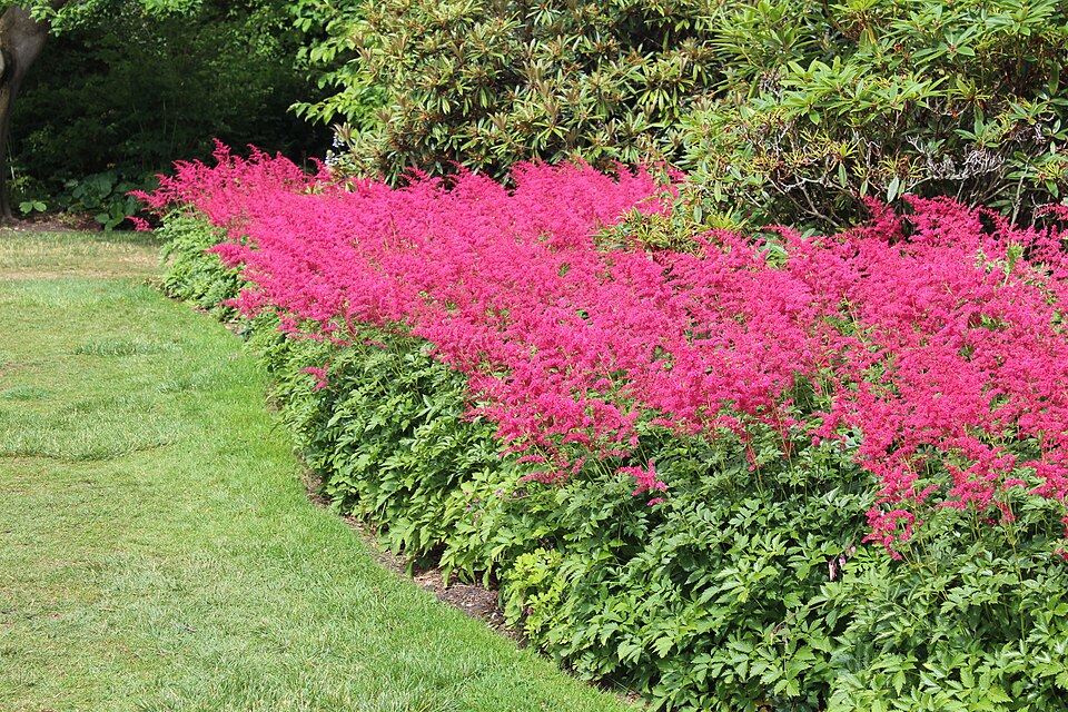 Astilbe (false goat's beards) (alternate view 4)