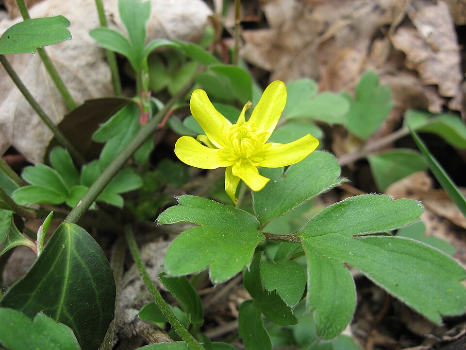 Ranunculus fascicularis (Early Buttercup) (alternate view 5)