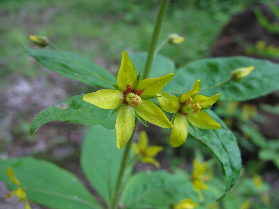Lysimachia quadrifolia (whorled loosestrife) (alternate view 7)