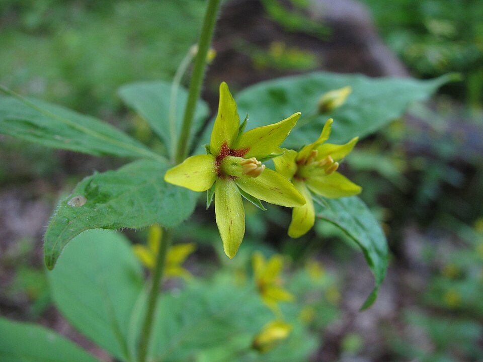 Lysimachia quadrifolia (whorled loosestrife) (alternate view 8)