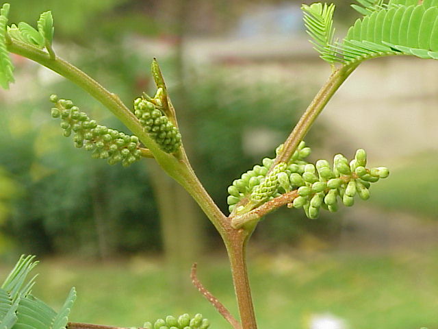 Paraserianthes lophantha (Plume Albizia) (alternate view 7)