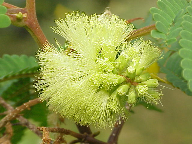 Paraserianthes lophantha (Plume Albizia) (alternate view 8)