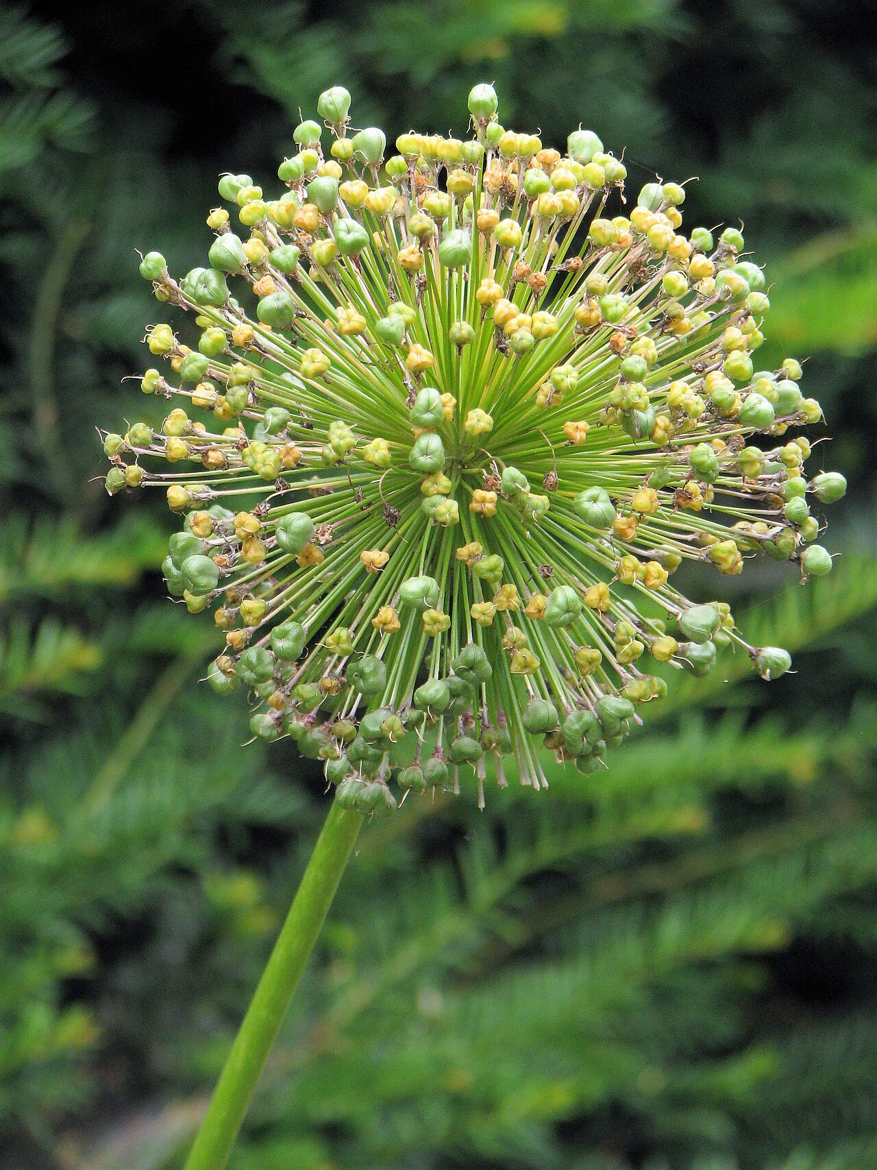 Allium 'Purple Sensation', Ornamental onion 'Purple Sensation' — clumping deciduous (Amaryllidaceae) (image 8 of 10)