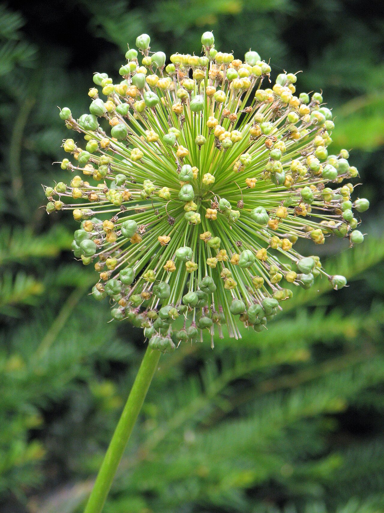 Allium 'Purple Sensation', Ornamental onion 'Purple Sensation' — clumping deciduous (Amaryllidaceae) (image 9 of 10)