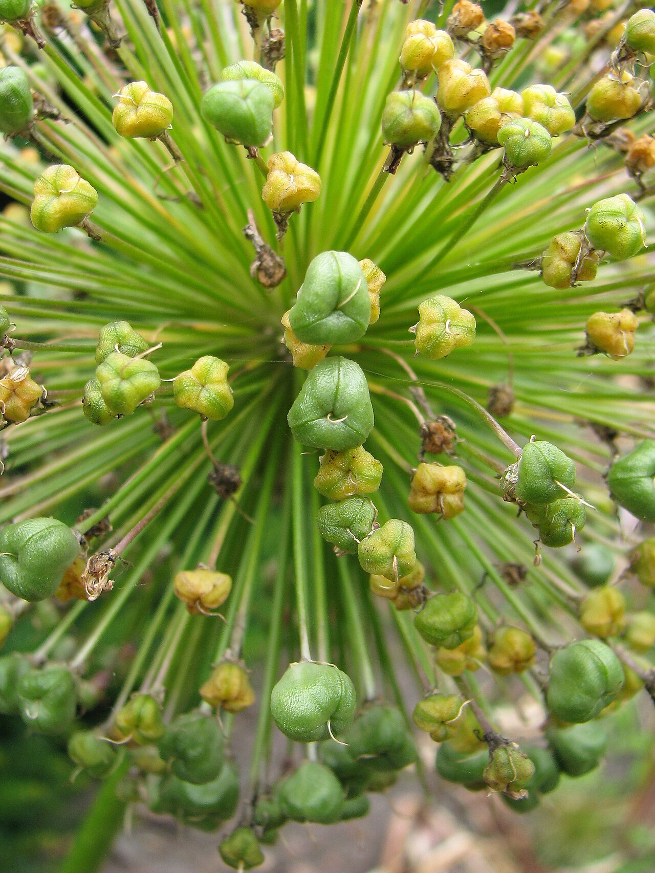 Allium 'Purple Sensation', Ornamental onion 'Purple Sensation' — clumping deciduous (Amaryllidaceae) (image 10 of 10)