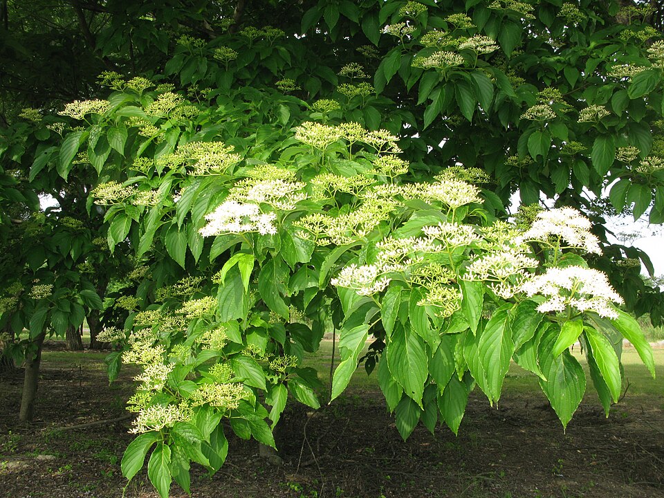 Cornus macrophylla (Large-leaved Dogwood)