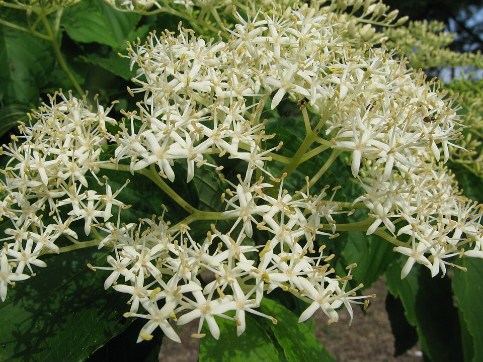 Cornus macrophylla (Large-leaved Dogwood)