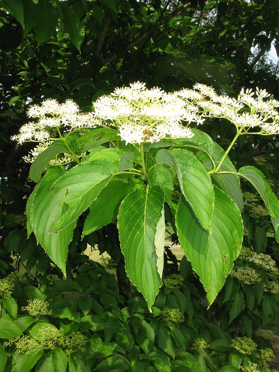 Cornus macrophylla (Large-leaved Dogwood)