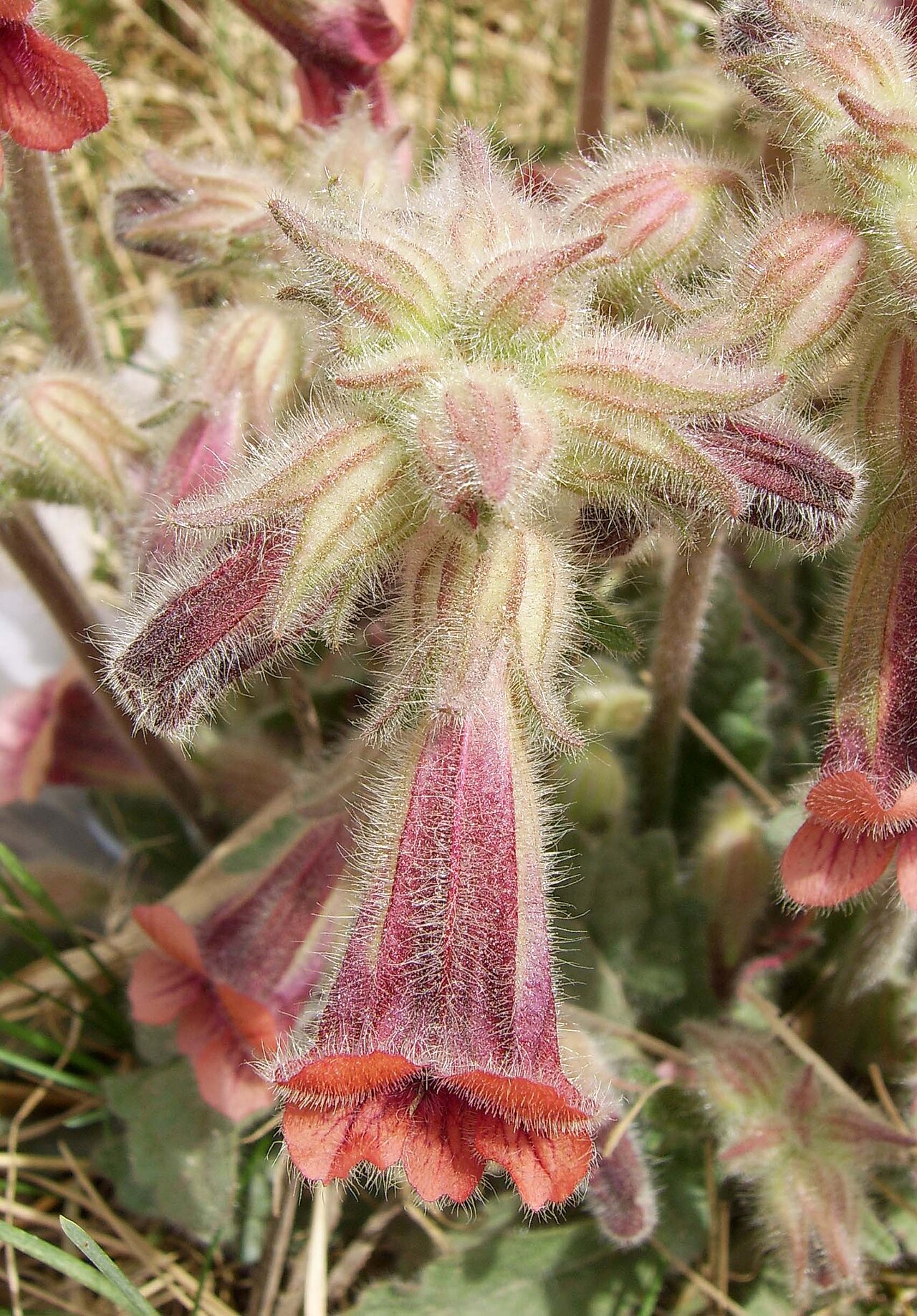 Rehmannia glutinosa, Chinese foxglove — clumping deciduous (Orobanchaceae) (image 1 of 10)