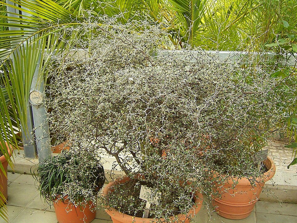 Corokia cotoneaster (Wire-netting Bush) (alternate view 6)