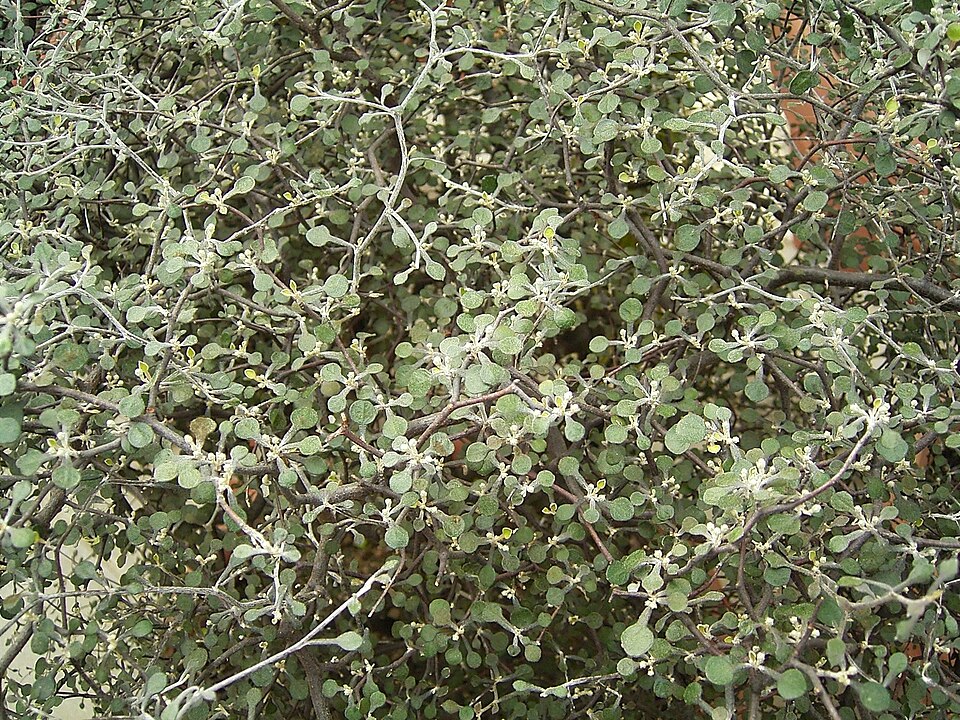 Corokia cotoneaster (Wire-netting Bush) (alternate view 7)