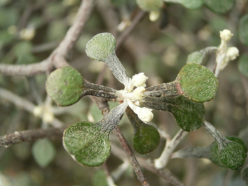 Corokia cotoneaster (Wire-netting Bush) (alternate view 8)