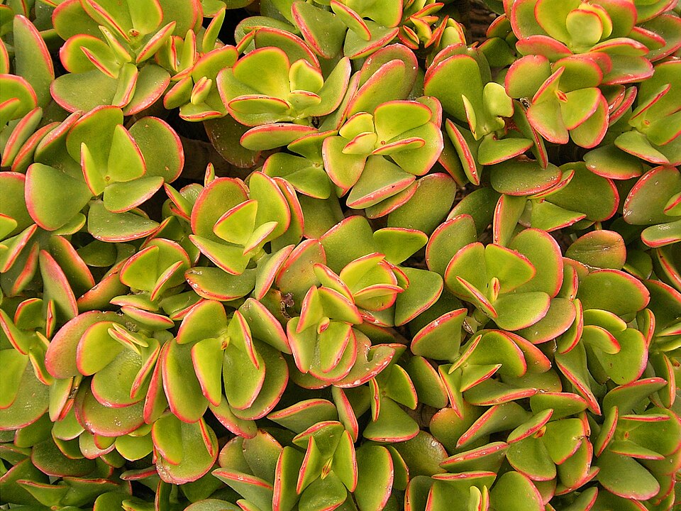 Crassula ovata (Jade Plant) (alternate view 9)
