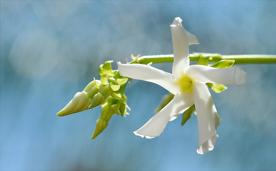 Trachelospermum