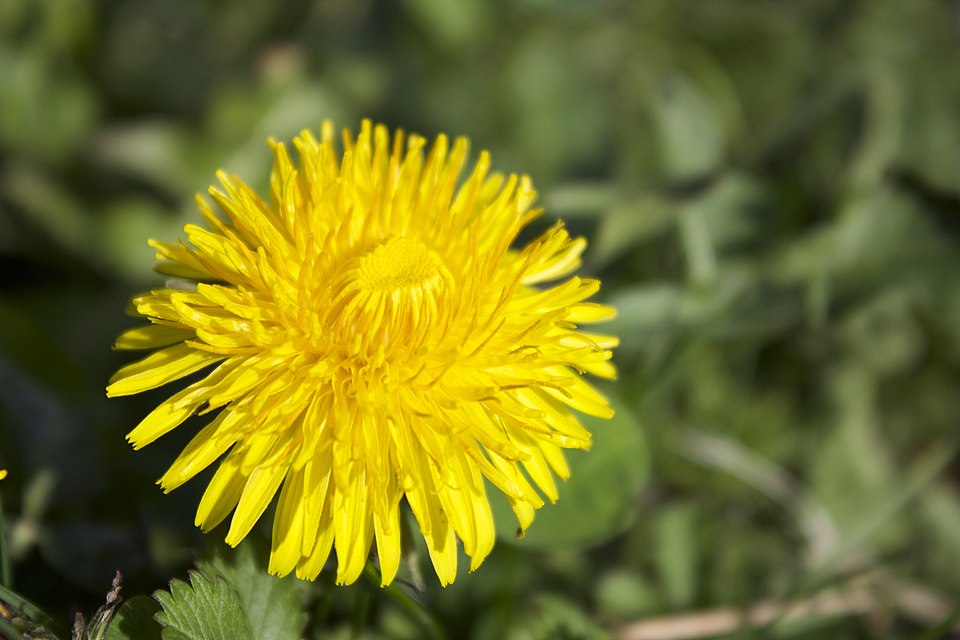 Taraxacum (dandelions) (alternate view 7)