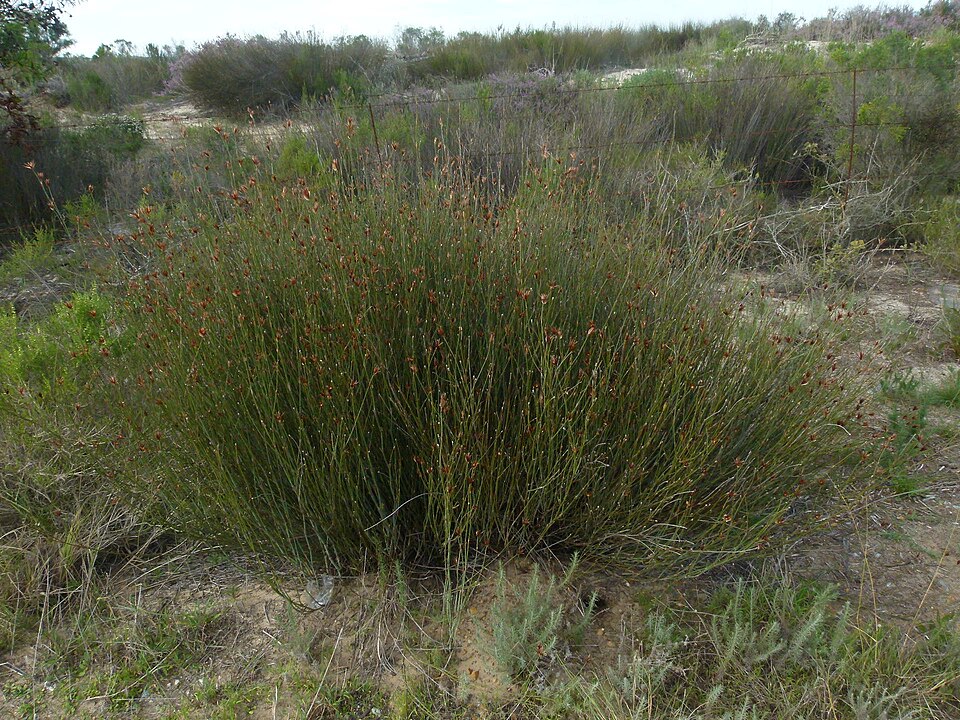 Thamnochortus (Thatching Reeds)