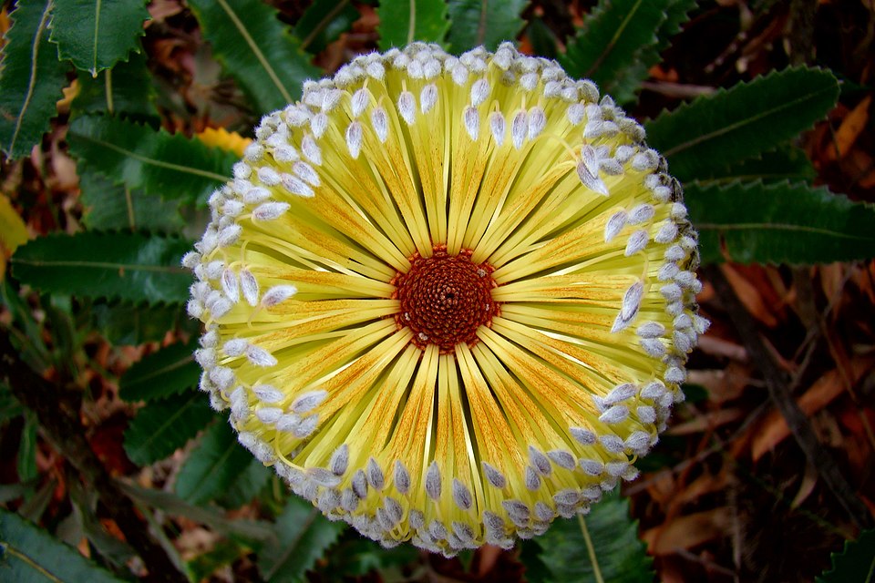 Banksia serrata (Old man banksia) (alternate view 5)