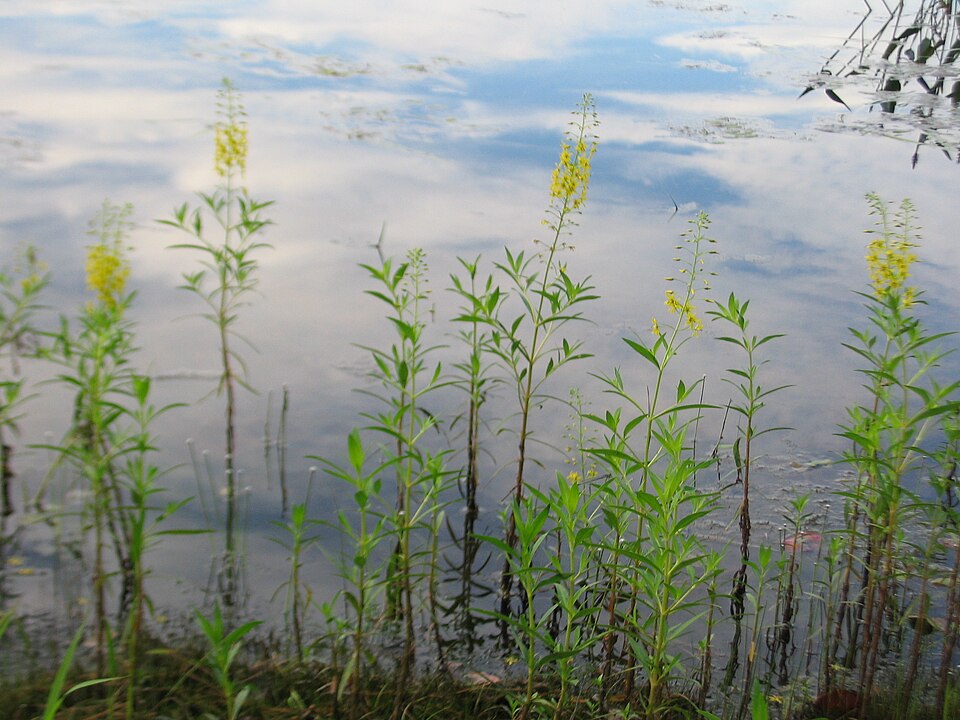 Lysimachia terrestris (swamp candles) (alternate view 7)