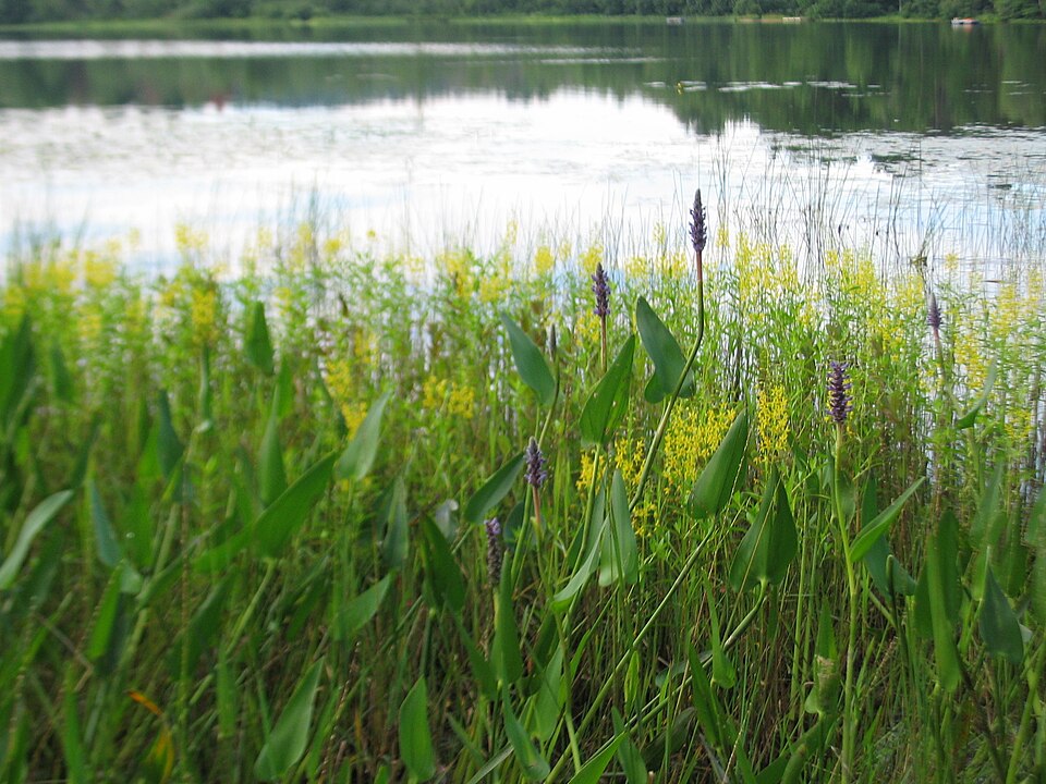Pontederia cordata (pickerelweed)