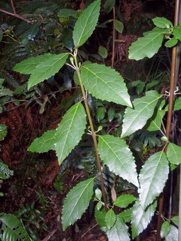 Hedycarya angustifolia (Australian mulberry) (alternate view 2)