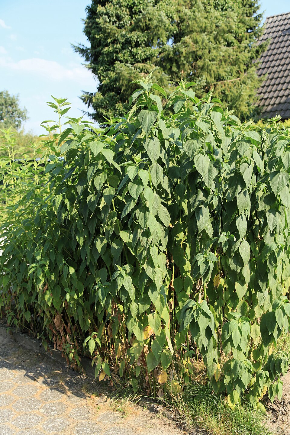 Helianthus strumosus (pale-leaved woodland sunflower) (alternate view 9)