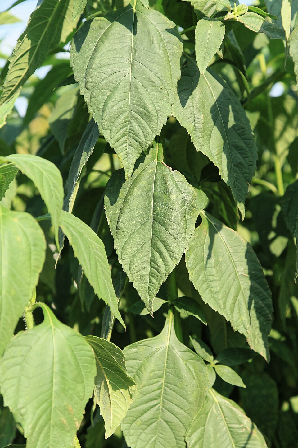 Helianthus strumosus (pale-leaved woodland sunflower) (alternate view 10)