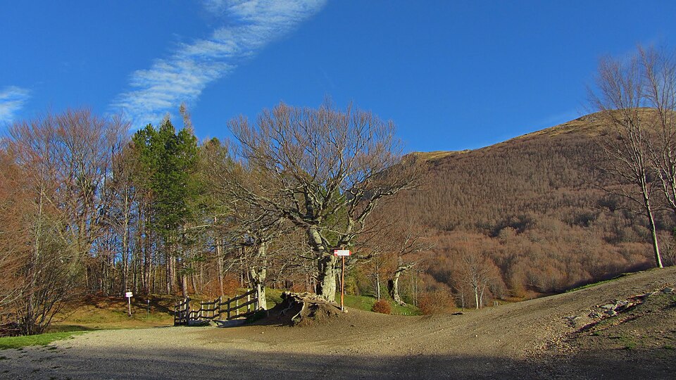 Quercus (oaks)