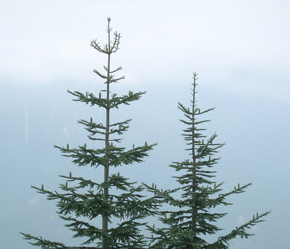 Abies procera (Noble Fir) (alternate view 12)