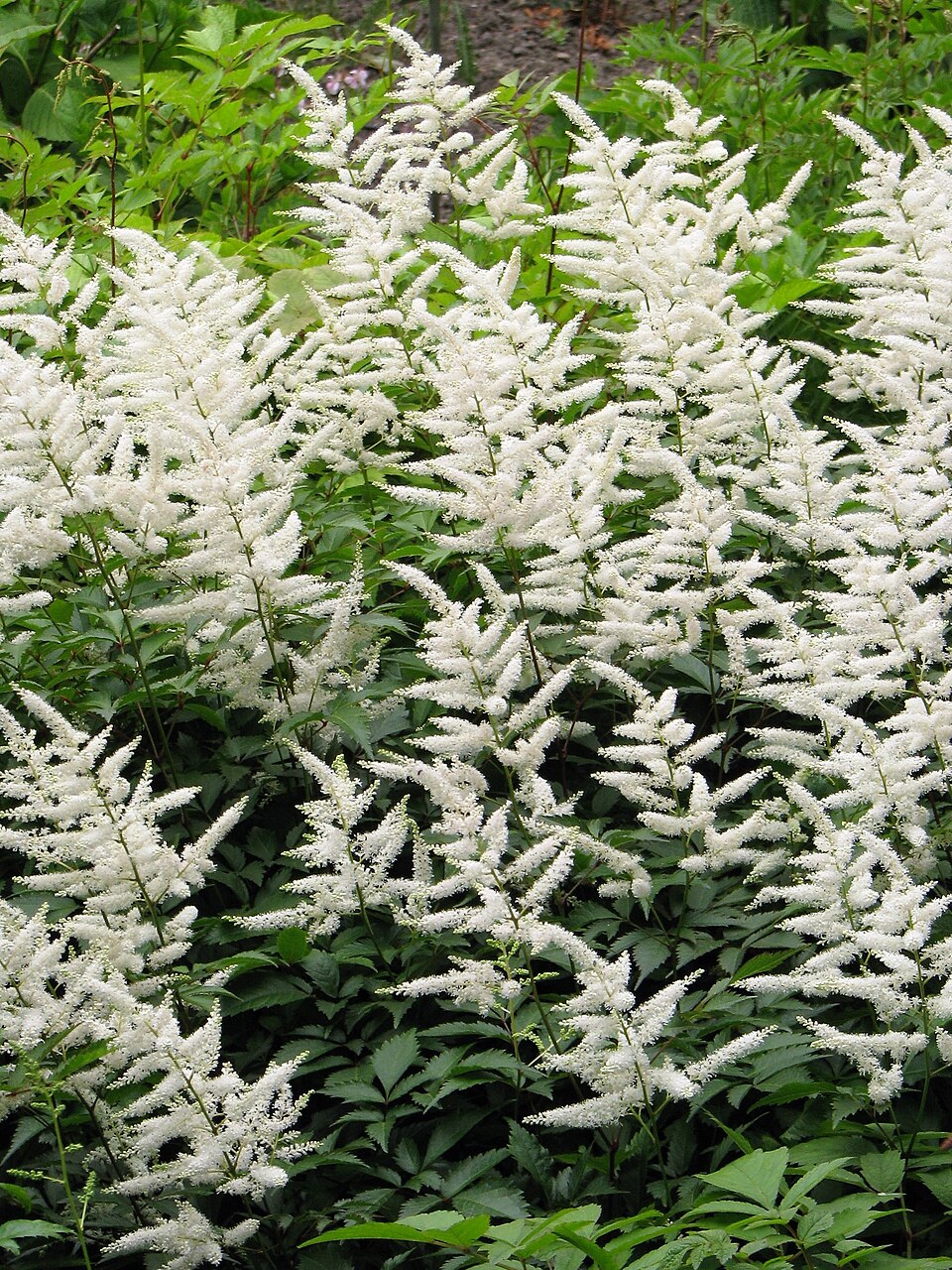 Astilbe × japonica 'Deutschland' (Deutschland Astilbe) (alternate view 5)