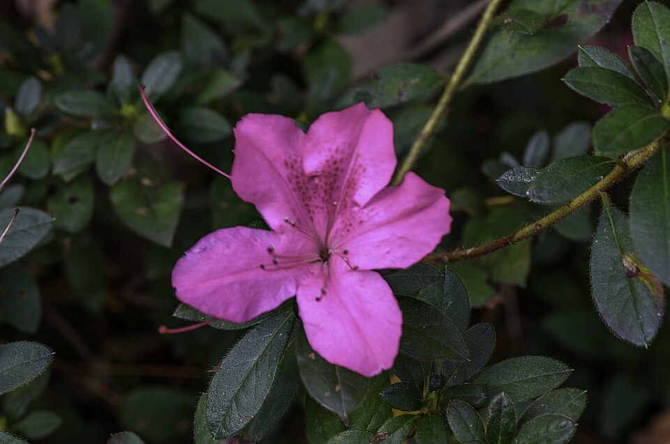 Rhododendron 'Autumn Royalty' (Autumn Royalty Encore Azalea) (alternate view 3)