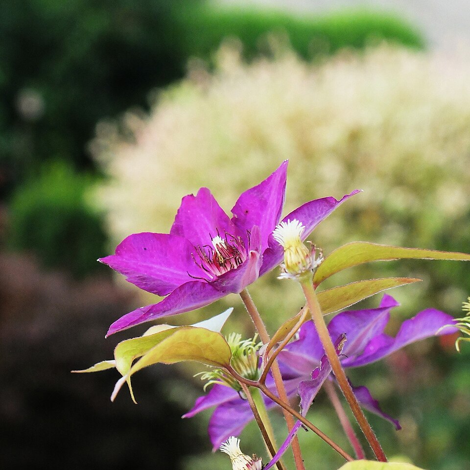 Clematis (Clematis and leatherflowers) (alternate view 11)