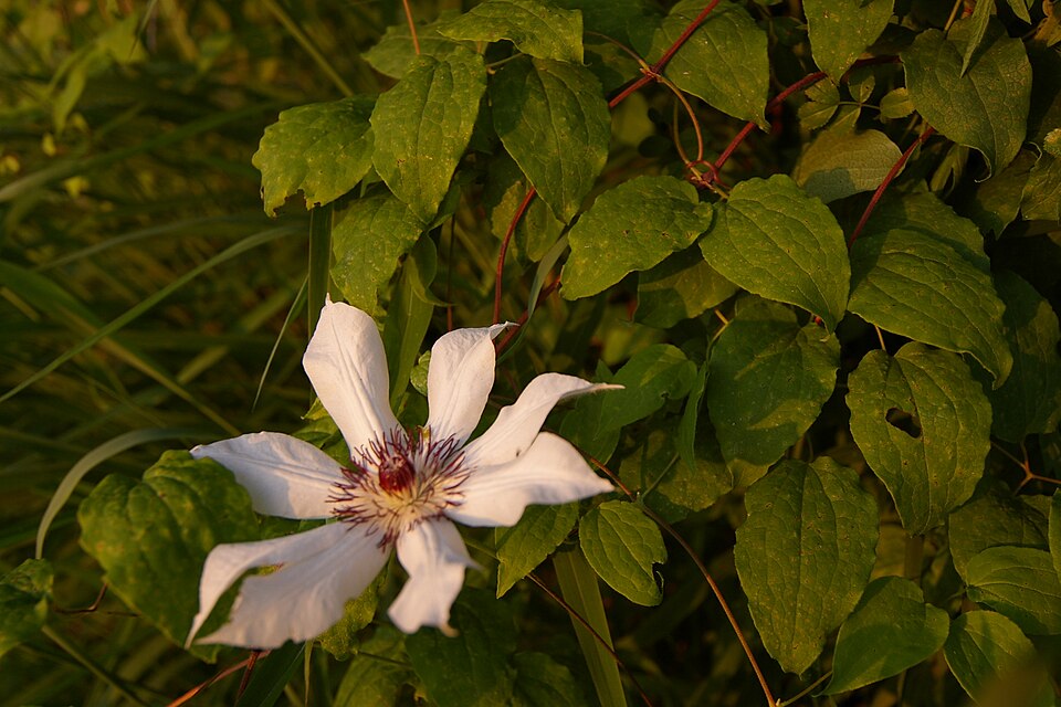 Clematis patens (spreading clematis) (alternate view 7)