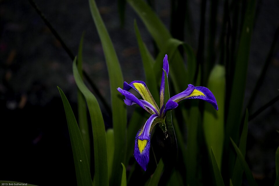 Iris virginica (Virginia Iris) (alternate view 10)