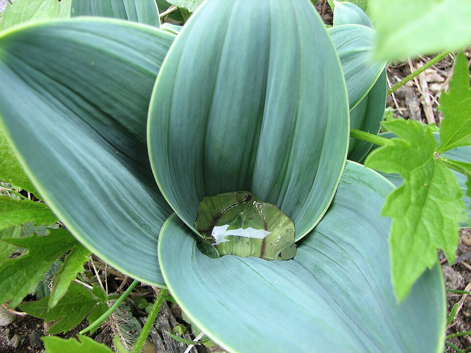 Allium karataviense 'Ivory Queen' (Ivory Queen Allium) (alternate view 4)