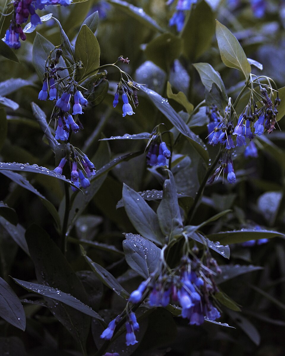 Mertensia (Bluebells) (alternate view 4)