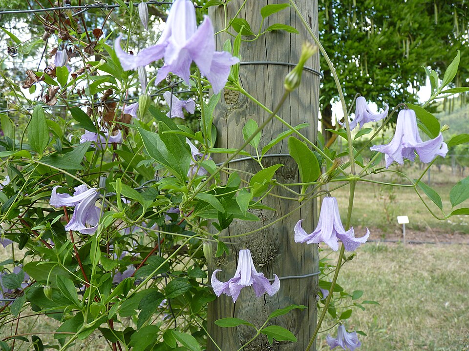 Clematis 'Betty Corning' (Betty Corning Clematis)
