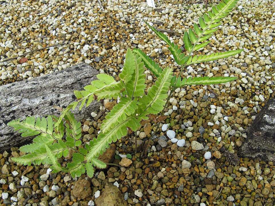Arachniodes simplicior (Variegated Holly Fern) (alternate view 8)