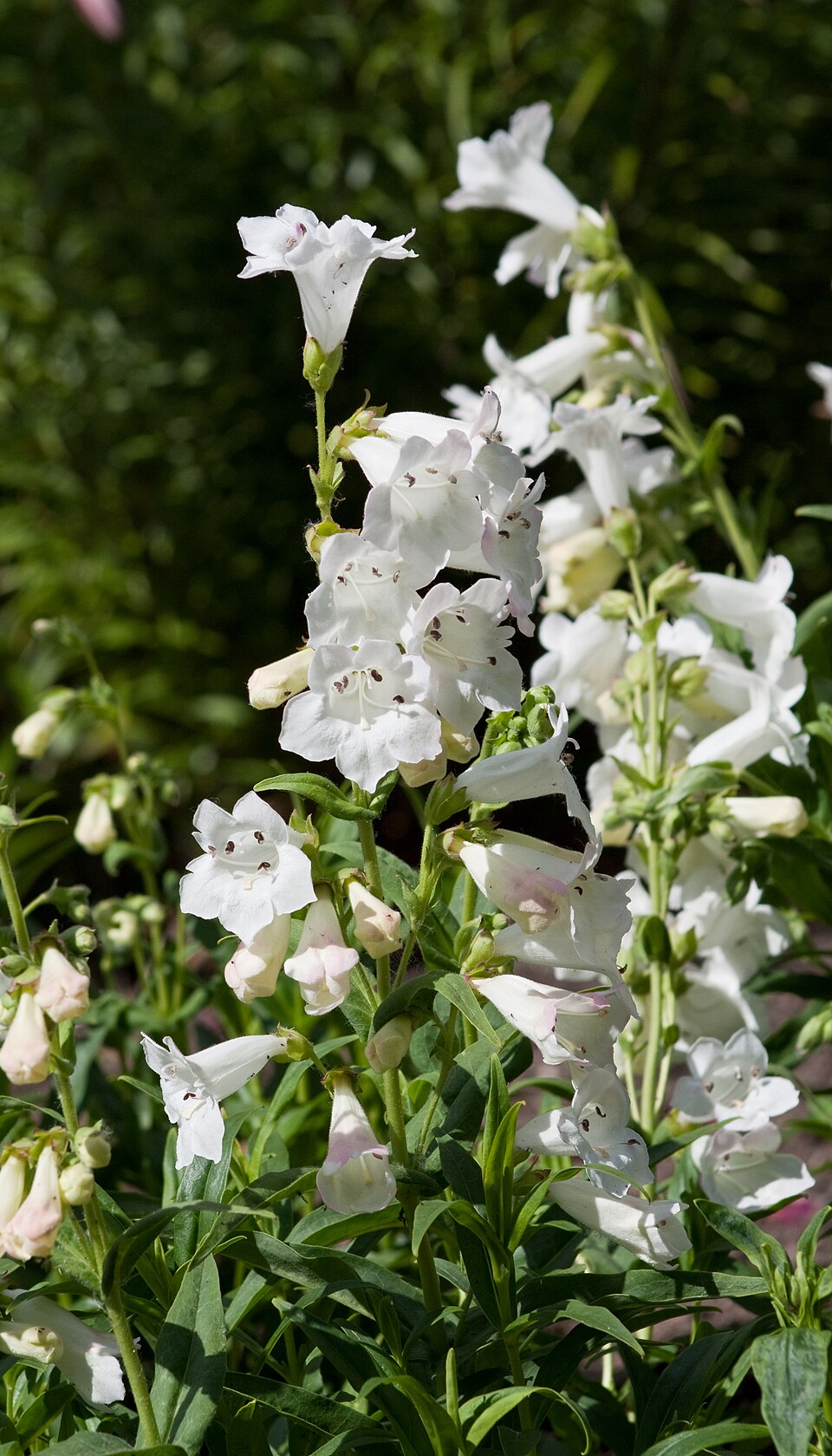 Penstemon digitalis (foxglove beardtongue) (alternate view 6)
