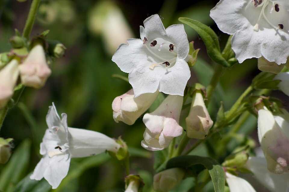 Penstemon digitalis (foxglove beardtongue) (alternate view 7)