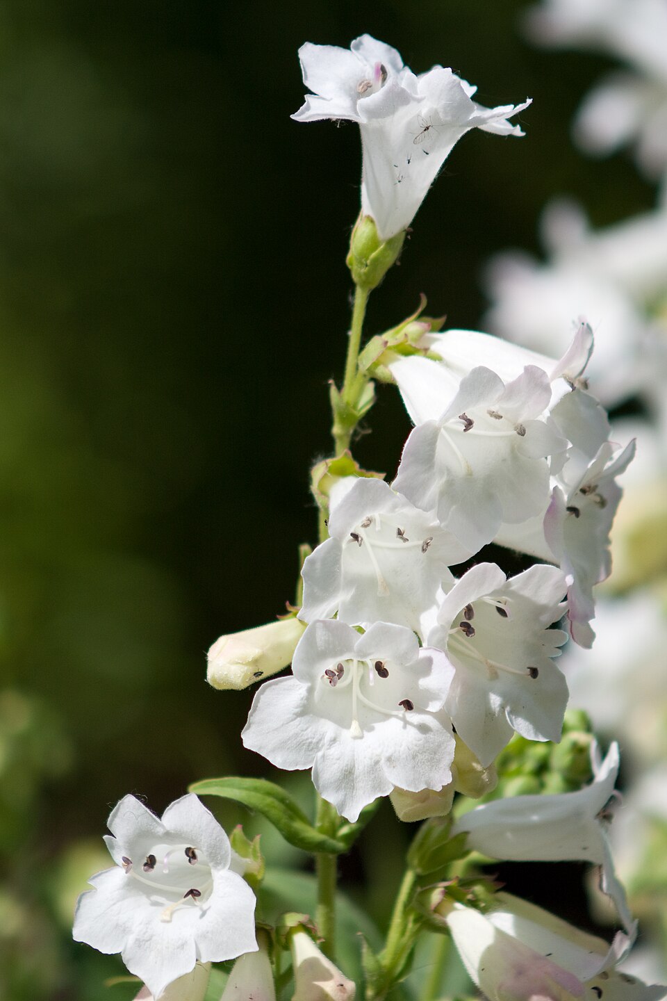 Penstemon digitalis (foxglove beardtongue) (alternate view 8)