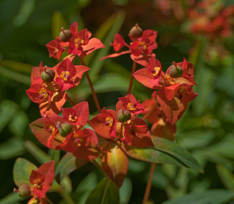 Euphorbia griffithii (orange spurge) (alternate view 6)