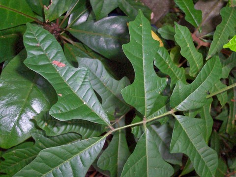 Rhodosphaera rhodanthema (deep yellow wood) (alternate view 6)