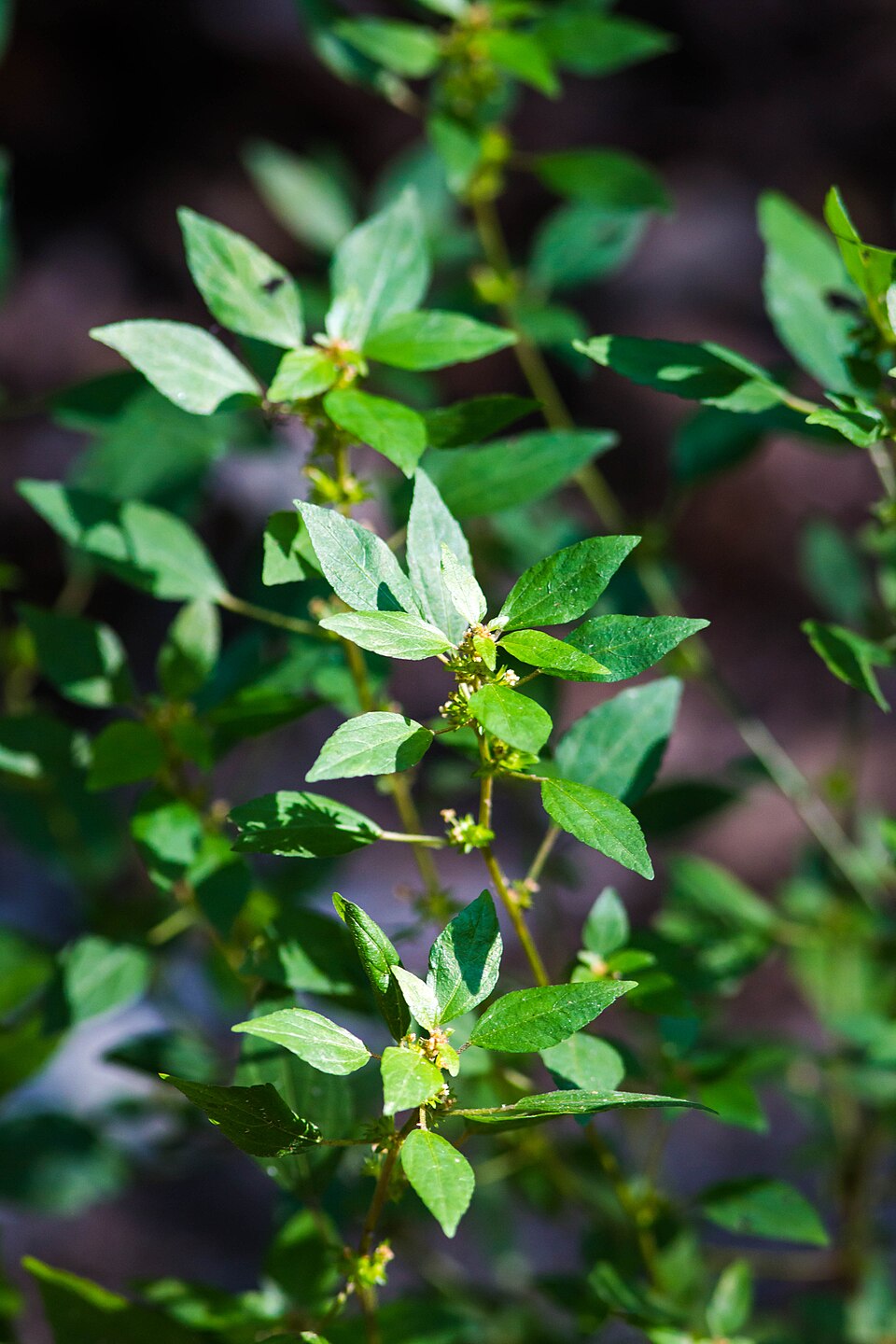 Acalypha rhomboidea (Common Three-seeded Mercury) (alternate view 6)