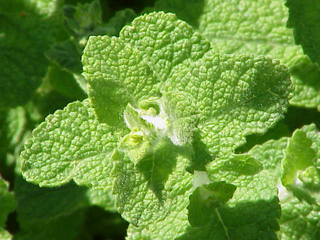 Mentha suaveolens (Apple Mint)