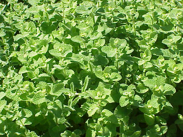 Mentha suaveolens (Apple Mint)